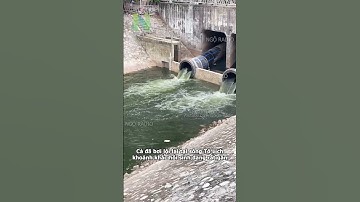 Cá đã bơi lội lại tại sông Tô Lịch khoảnh khắc hồi sinh đang rất gần