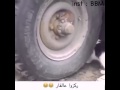 القط