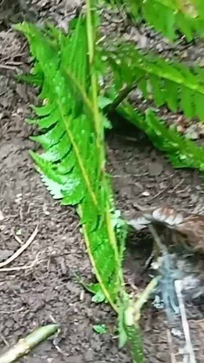 SURFE JERAT BURUNG JONGKANGAN.@cipungchannel8202