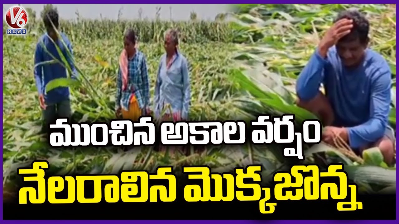 Huge Crop Damage Due To Heavy Rains | Bhadradri Kothagudem | V6 News ...