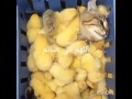 اللهم اني صائم هههههه