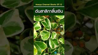 ต้นสาลิกาลิ้นเงิน @Aranya Channel