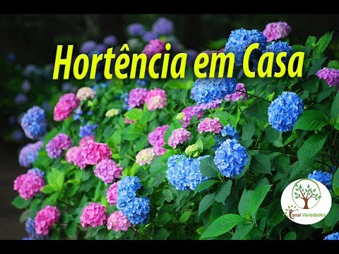 Vídeo: Como plantar hortênsias ao ar livre na primavera e no outono