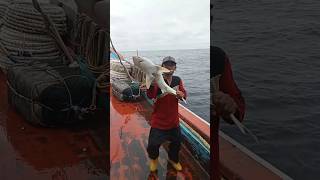 Download Lagu Situasi Kocak di Laut: Nelayan Juwana Pati Jawa Tengah MP3