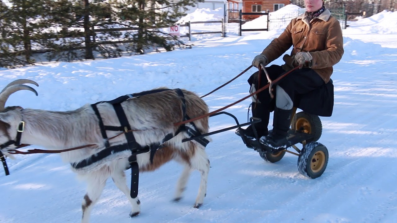 Goat Pulling Harness With Tugs Pulling Carts Wagons Brush Work ...