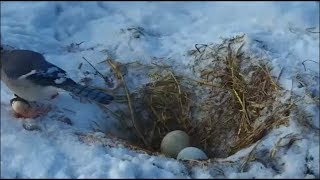 Decorah Eagles-Mom Leaves The Nest-A Blue Jay Visits