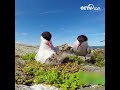 새 엄마는 어떻게 아기 새 에게 먹이를 주었을까요? |CCTV 한국어방송