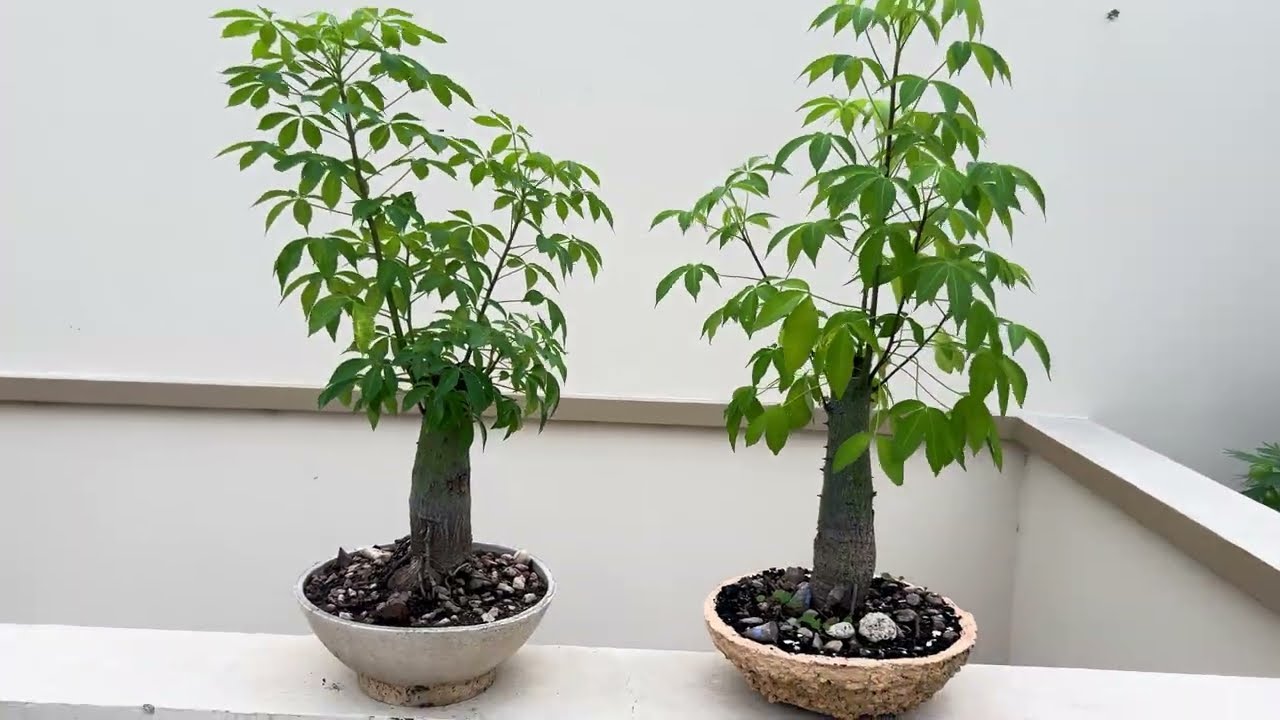 Evolución de dos Palos Borrachos después de la poda drástica 🤩