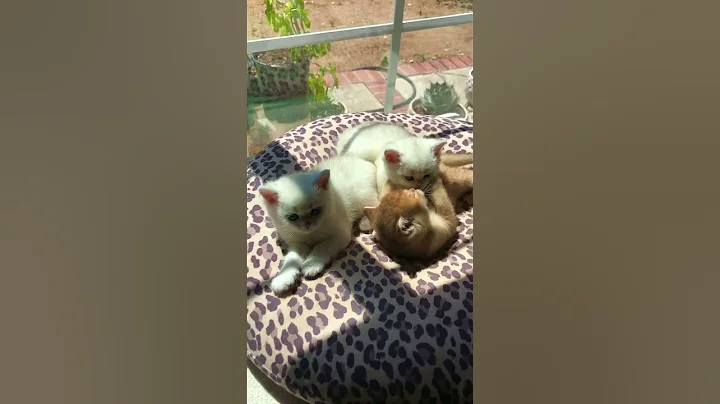 Video 5336991: british shorthair chinchilla kittens, british golden chinchilla shorthair, british shorthair silver chinchilla