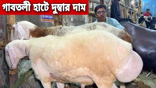 দুম্বার গোশত কাটলে নাকি বাড়ে   ৭লক্ষ টাকা জোড়া সৌদির দুম্বা গাবতলী হাটে। qurbani cow price 2023