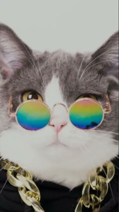 kucing imut pakai kacamata 🤭