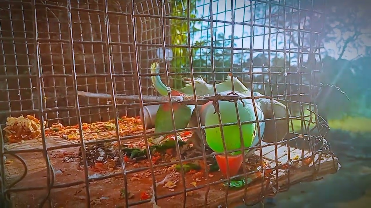 होली पर स्पिकल पैरोट का बोलना ।। Wow kaitne Pyar se bolta ha ye parrot #viral 