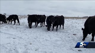 Oklahoma producers get creative to keep livestock safe during winter storms