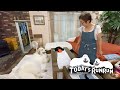 お母さんは良いけど息子（格下）にはソファーを使わせたくないアラン　Great Pyrenees　グレートピレニーズ