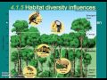 Biodiversity and Ecosystem Stability in Succession