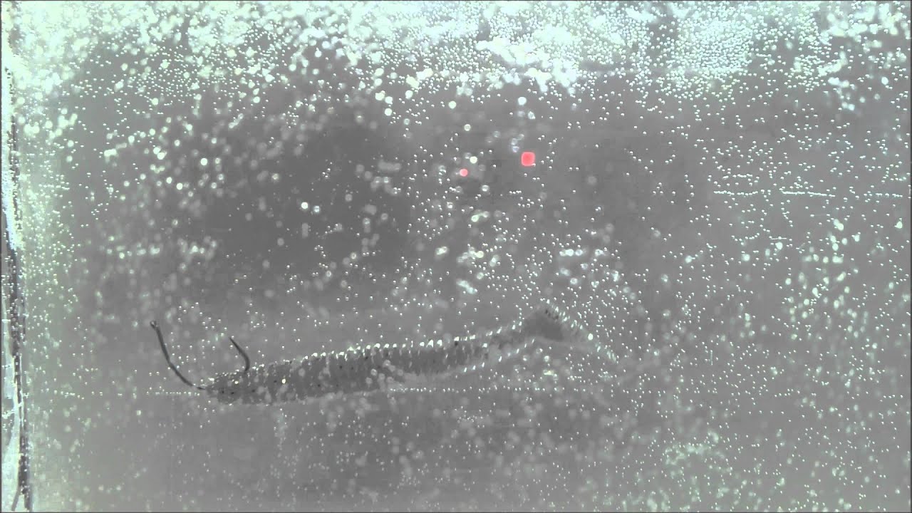 シャッドテール型ワームのスイミングテスト 動画撮影 をしてみました ラボ 研究室 Fishermans Archive