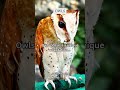 Owls possess a unique adaptation #share #subscribe #shorts