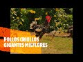 RAZA CRIOLLA GIGANTE MILFLORES  EN COLOMBIA.
