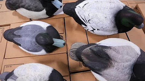 Blue Bill Comparison