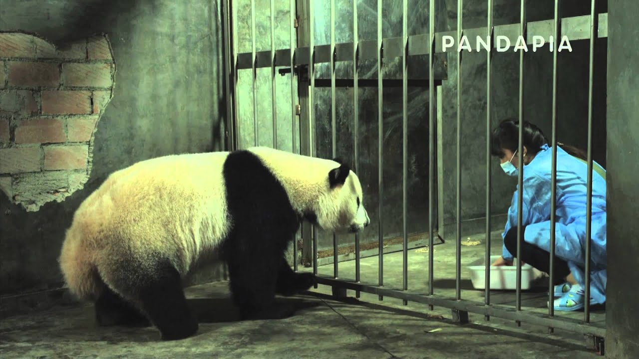 雅一・雅二の成長記 2 pandas merge