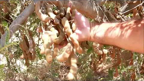 Quando colher o tamarindo?