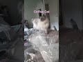 Coffee Cat