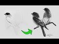 Cómo DIBUJAR un PÁJARO REALISTA PASO a PASO (FACIL y RÁPIDO) | How to Draw a Bird Step by Step