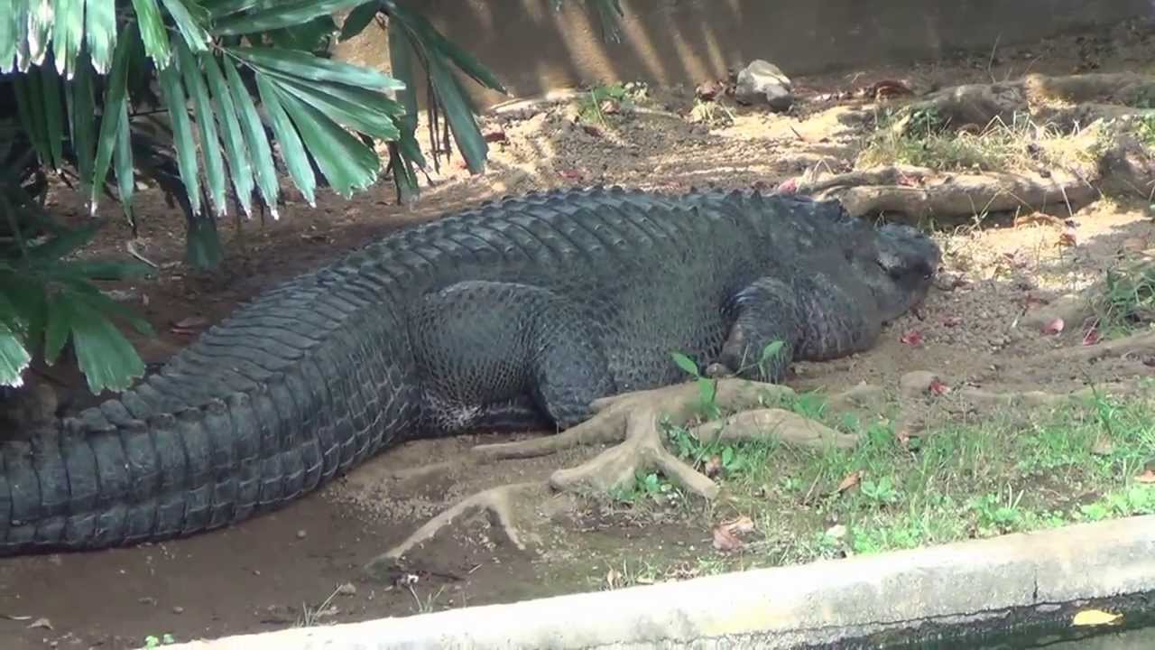 ワンピース 元ネタ 巨大ワニ 熱川バナナワニ園 Youtube