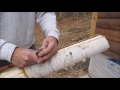 How to Peel Birch Bark