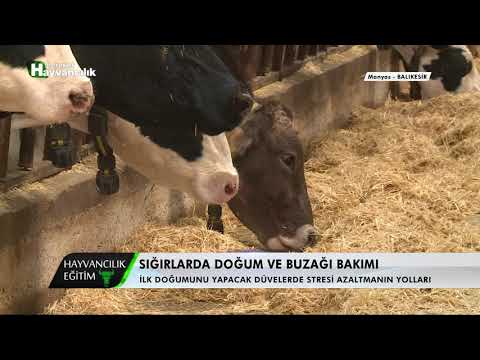 Video: Hayvancılık Stresli Olduğunda: Mide Ülserleri, Bölüm 1