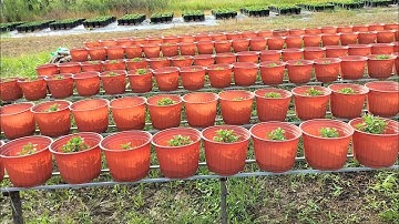 cập nhật tình hình cúc mâm xôi hàng 4 cơi, hoa Tết 2024