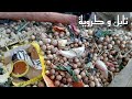 طريقة تحضير الافاح التونسي طريقة اعداد التابل التونسي تابل وكروية تونسية طريقة تحضير الافاح التونسي طريقة اعداد التابل التونسي تابل وكروية تونسية