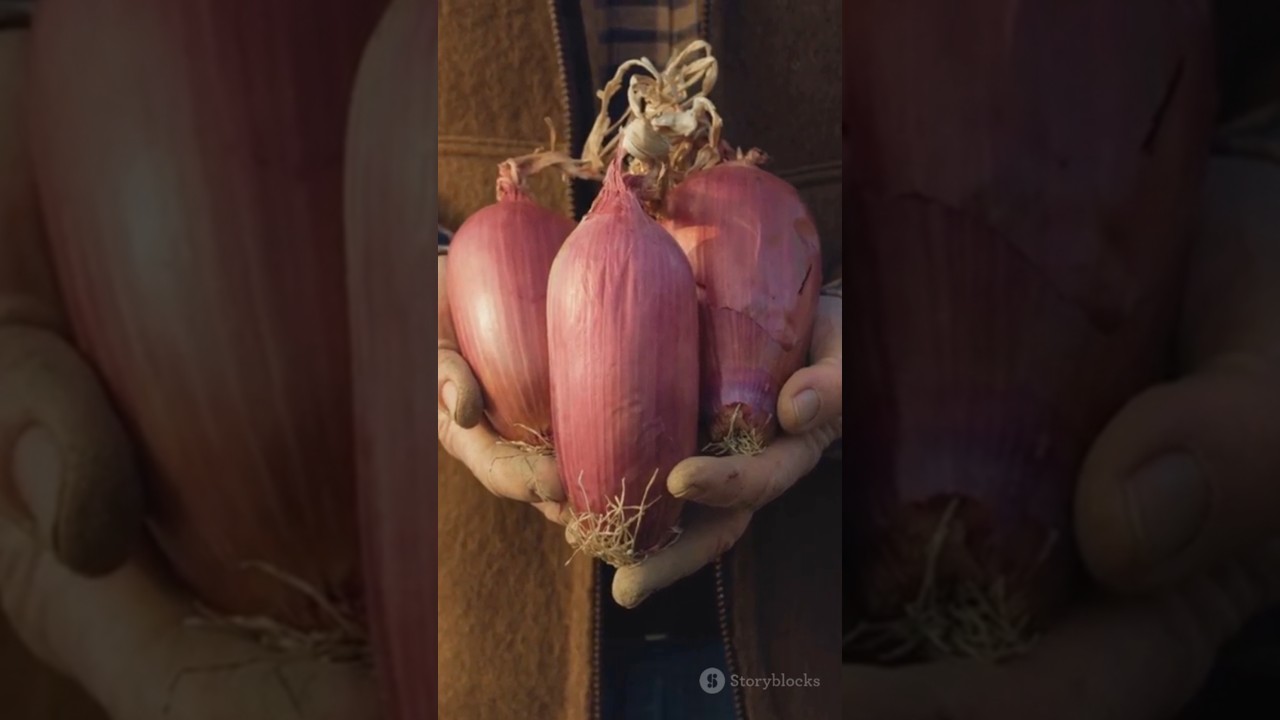 Optimizing Fertilization Rate for Maximum Onion Yield in Dry-Hot Valleys