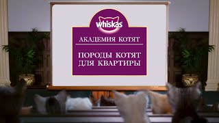 Кошки для квартиры: какую породу кошки выбрать для квартиры и дома. Академия Котят. Кошки для квартиры: какую породу кошки выбрать для квартиры и дома. Академия Котят.