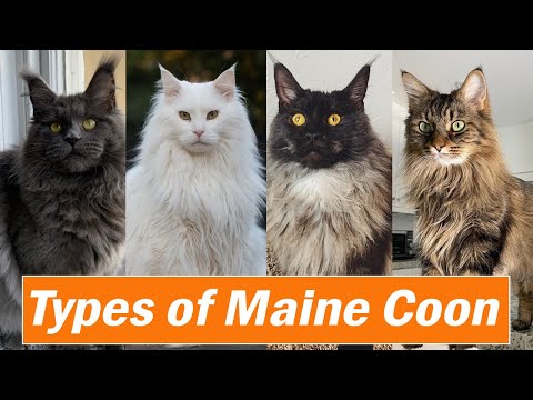 Wideo: 15 nazw astronomicznych dla kotów rasy Maine Coon (od Apollo do Vulcan)