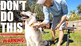 Should You FURMINATE A Husky Dog?!