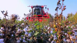 Swan Cotton Picker | Cleaner Picking, Smarter Harvesting