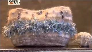 Персидская кошка Персидская кошка