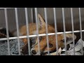 The Fight to Protect Urban Foxes | 24 Hours With | BBC Earth