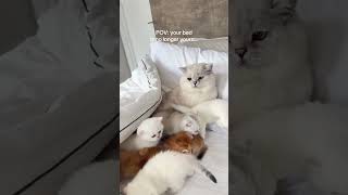 These Sweet Animal Moments Feel So Special ❤️🐾