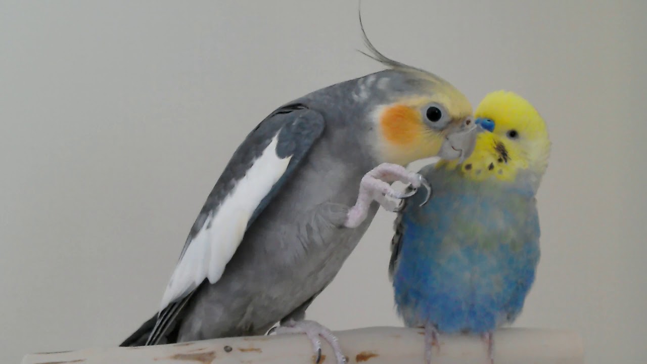 Cockatiel Saying "Kiss Kiss" To Budgie - YouTube