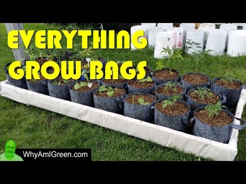 Grow Fooding in Grocery Bags