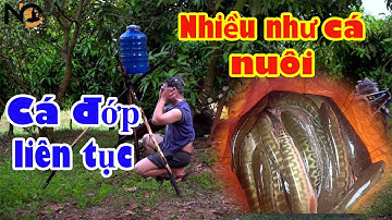 Hành trình săn cá lóc hugo tập 63