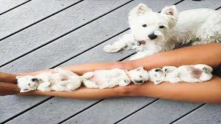 amazing puppies 2019 ❤️❤️ Funny and Cute dogs Videos Compilation 2019 by animal world 120 views 4 years ago 3 minutes, 38 seconds