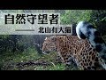 《自然守望者》第三季 第四集 山北有大猫 | CCTV纪录