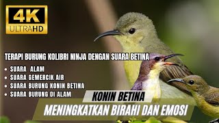 TERAPI PANCINGAN SUARA KOLIBRI NINJA BETINA, UNTUK MENINGKATKAN BIRAHI BURUNG KOLIBRI MALAS BUNYI