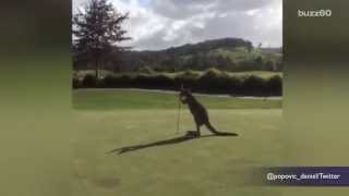 Kangaroo invades Australian golf course, tries to destroy flagsticks