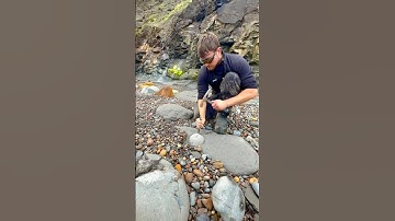 Here’s a Jurassic Age rock that we found and opened up on the beach🏝🌊