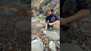 Here’s a Jurassic Age rock that we found and opened up on the beach🏝🌊