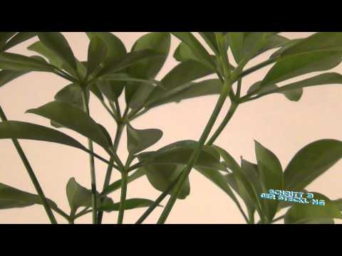 Video: Was ist ein chilenischer Myrtenbaum - Informationen und Pflege zur chilenischen Myrte
